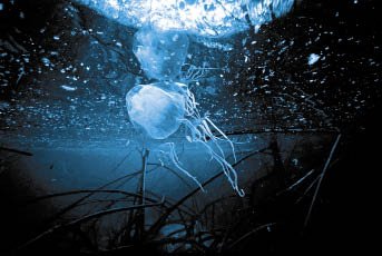 meduza-opt.jpeg