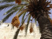 izrael2009-182.jpg