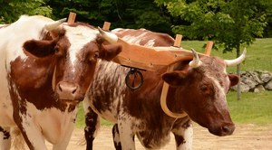 „Já vola nikomu dělat nebudu!“